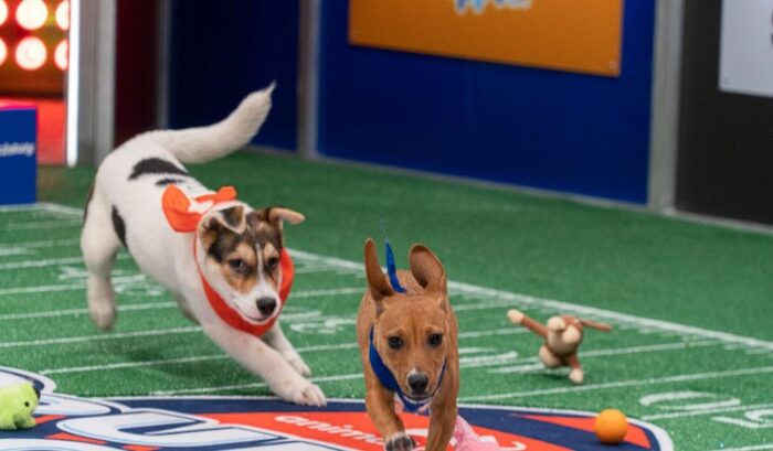 watch-puppy-bowl-on-discovery-plus--