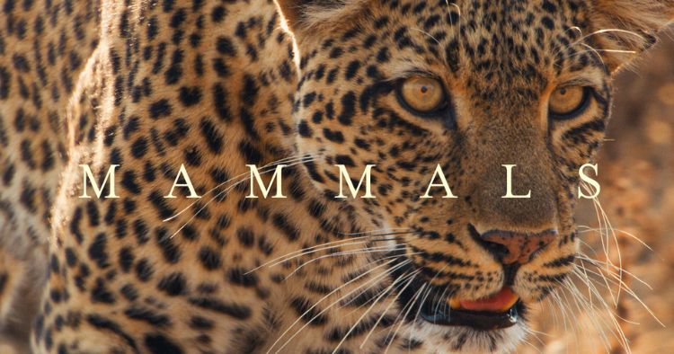 Attenborough-mammals-on-bbc-iplayer